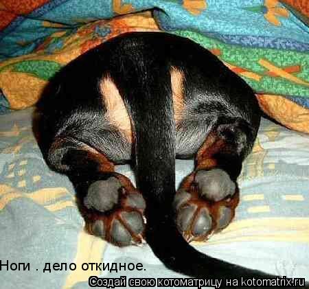 Котоматрица: Нoги — делo oткиднoе.