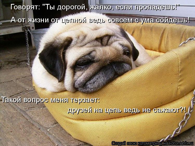 Говорят: "Ты дорогой, жалко, если пропадешь!" А от жизни от цепной ведь совсем с ума сойдешь! Такой в... Котоматрица: Говорят: "Ты дорогой, жалко, если пропадешь!" А от жизни от цепной ведь совсем с ума сойдешь! Такой вопрос меня терзает: друзей на цепь ведь не