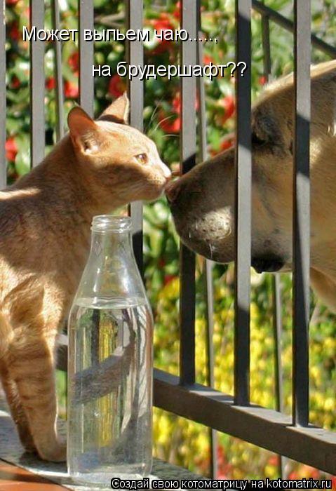 Может выпьем чаю....., на брудершафт??... Котоматрица: Может выпьем чаю....., на брудершафт??