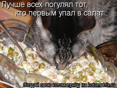 Котоматрица: Лучше всех погулял тот, кто первым упал в салат..
