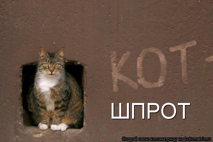 Котоматрица: ШПРОТ