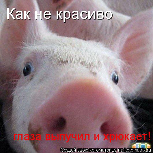 Как не красиво глаза выпучил и хрюкает!... Котоматрица: Как не красиво глаза выпучил и хрюкает!