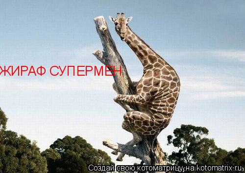 Котоматрица: ЖИРАФ СУПЕРМЕН