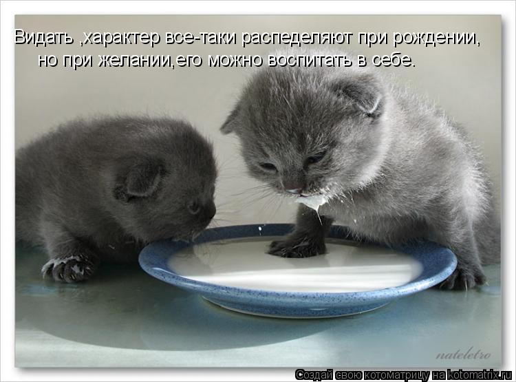 Котоматрица: Видать ,характер все-таки распеделяют при рождении, но при желании,его можно воспитать в себе.