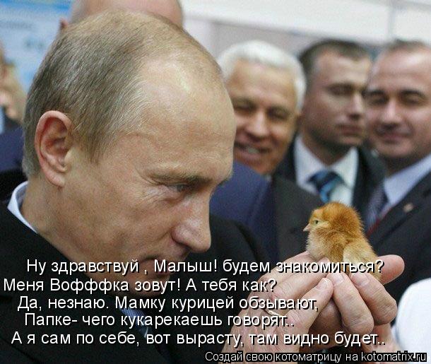 Ну здравствуй , Малыш! будем знакомиться? Меня Вофффка зовут! А тебя как? Да, незнаю. Мамку курицей о... Котоматрица: Ну здравствуй , Малыш! будем знакомиться? Меня Вофффка зовут! А тебя как? Да, незнаю. Мамку курицей обзывают, Папке- чего кукарекаешь говорят..