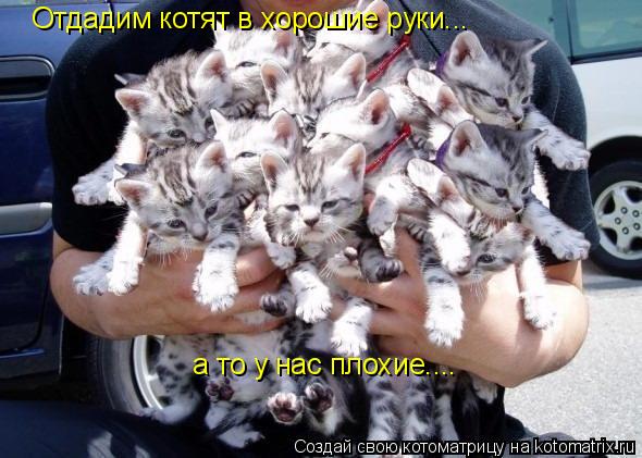 Отдадим котят в хорошие руки... а то у нас плохие....... Котоматрица: Отдадим котят в хорошие руки... а то у нас плохие....