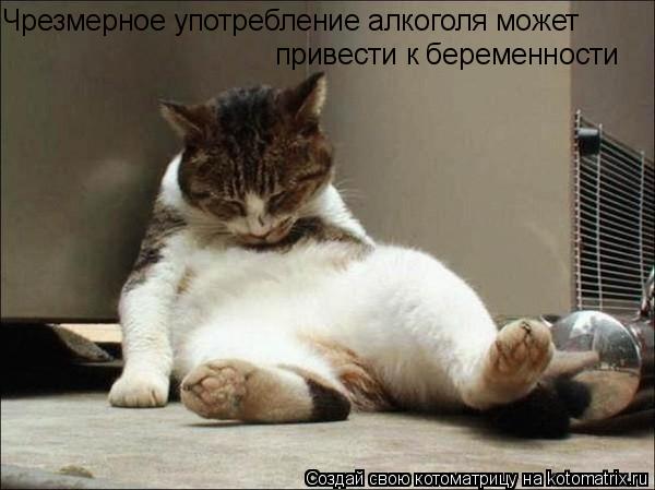Чрезмерное употребление алкоголя может привести к беременности... Котоматрица: Чрезмерное употребление алкоголя может привести к беременности