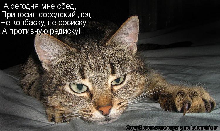Котоматрица: А сегодня мне обед, Приносил соседский дед.. Не колбаску, не сосиску.. А противную редиску!!!