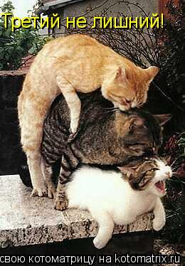 Третий не лишний!... Котоматрица: Третий не лишний!