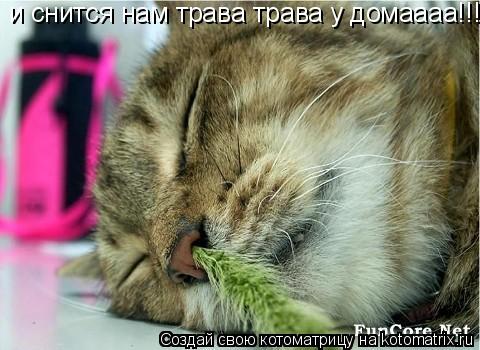 Котоматрица: и снится нам трава трава у домаааа!!!
