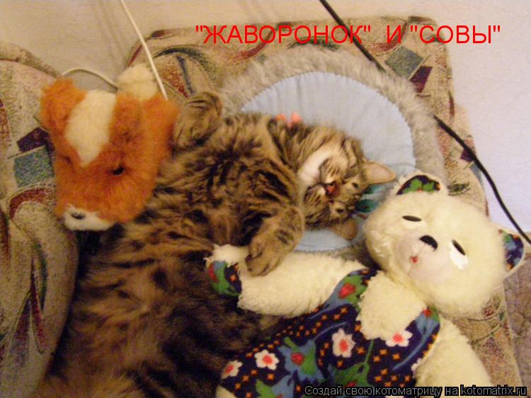 "ЖАВОРОНОК" И "СОВЫ"... Котоматрица: "ЖАВОРОНОК" И "СОВЫ"