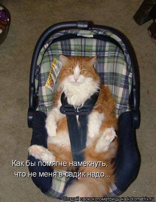 Как бы помягче намекнуть, что не меня в садик надо...... Котоматрица: Как бы помягче намекнуть, что не меня в садик надо...