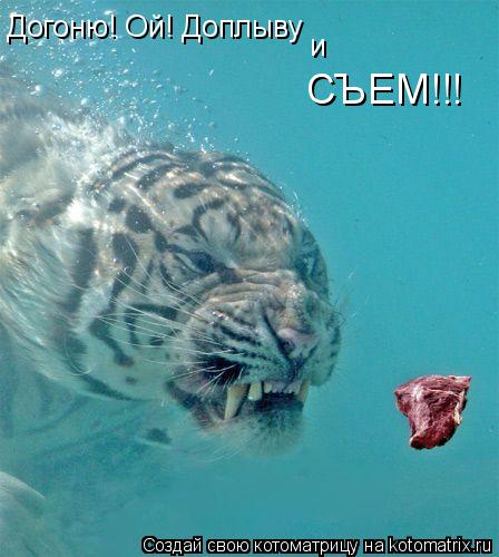 Догоню! Ой! Доплыву СЪЕМ!!! и... Котоматрица: Догоню! Ой! Доплыву СЪЕМ!!! и