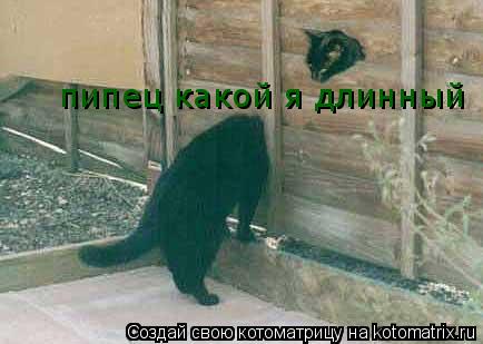 пипец какой я длинный... Котоматрица: пипец какой я длинный