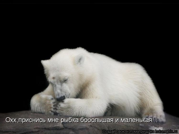 Котоматрица: Охх,приснись мне рыбка бооольшая и маленькая...