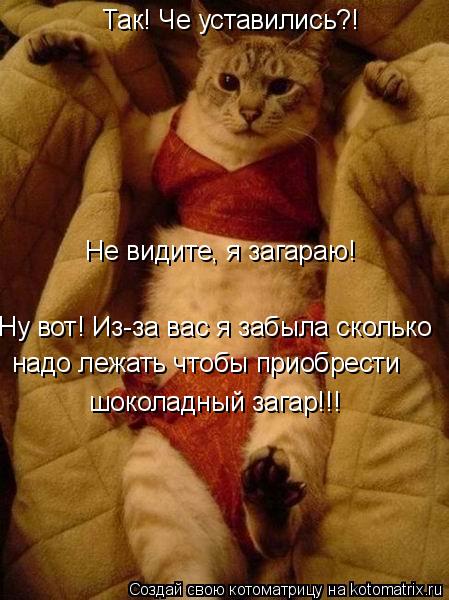 Котоматрица: Так! Че уставились?! Не видите, я загараю! Ну вот! Из-за вас я забыла сколько надо лежать чтобы приобрести  шоколадный загар!!!