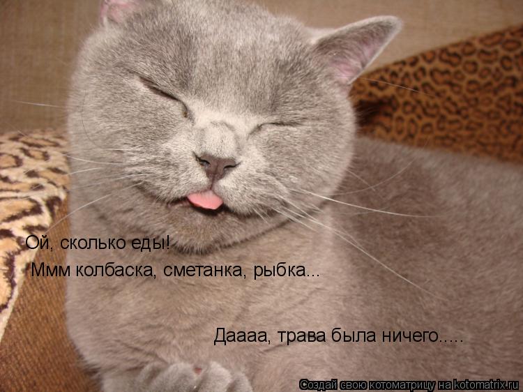 Котоматрица: Ммм колбаска, сметанка, рыбка... Ой, сколько еды! Даааа, трава была ничего.....