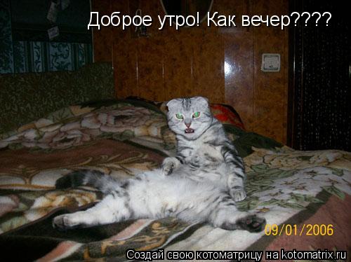 Доброе утро! Как вечер????... Котоматрица: Доброе утро! Как вечер????