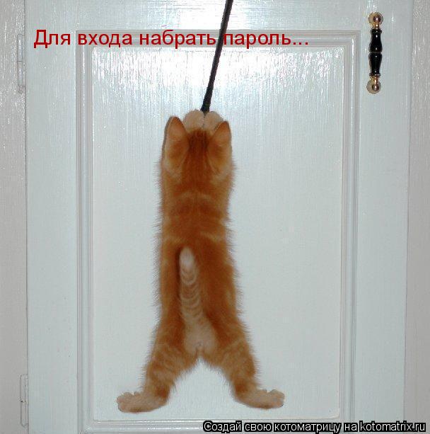 Котоматрица: Для входа набрать пароль...