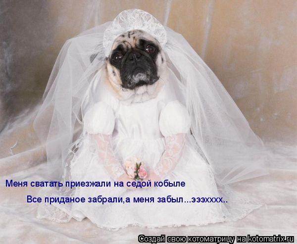 Меня сватать приезжали на седой кобыле Все приданое забрали,а меня забыл...эээхххх..... Котоматрица: Меня сватать приезжали на седой кобыле Все приданое забрали,а меня забыл...эээхххх..