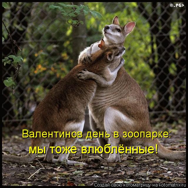 Валентинов день в зоопарке: мы тоже влюблённые!... Котоматрица: Валентинов день в зоопарке: мы тоже влюблённые!