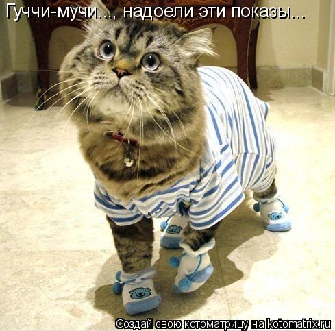 Гуччи-мучи..., надоели эти показы...... Котоматрица: Гуччи-мучи..., надоели эти показы...