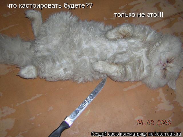 что кастрировать будете?? только не это!!!... Котоматрица: что кастрировать будете?? только не это!!!
