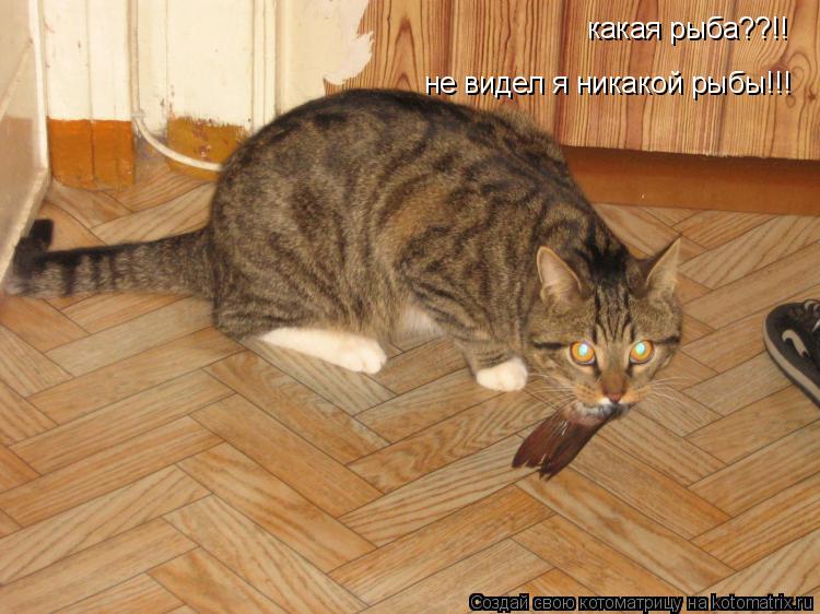 какая рыба??!! не видел я никакой рыбы!!!... Котоматрица: какая рыба??!! не видел я никакой рыбы!!!