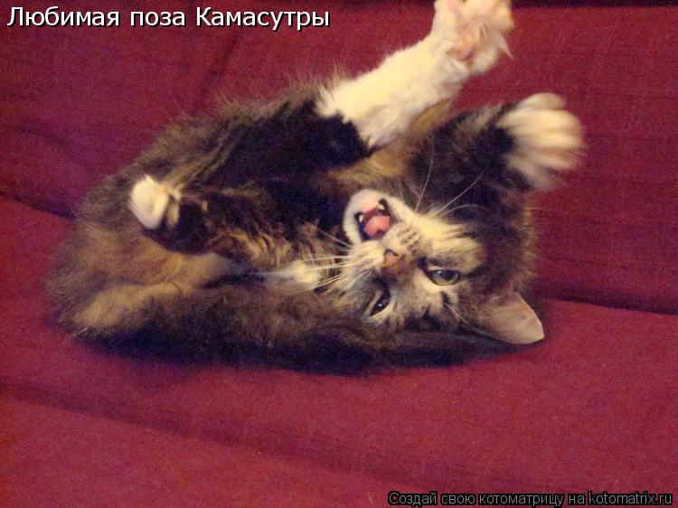 Любимая поза Камасутры... Котоматрица: Любимая поза Камасутры