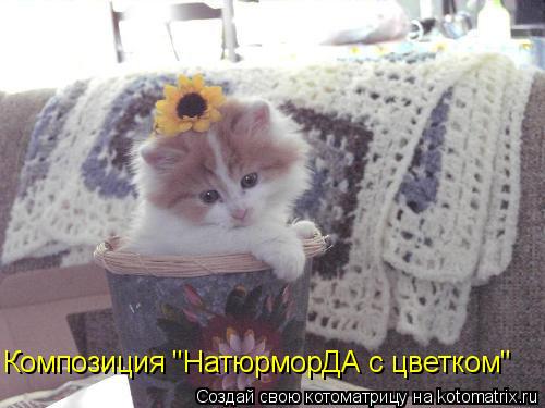 Котоматрица: Композиция "НатюрморДА с цветком"