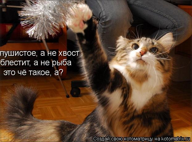 Котоматрица: пушистое, а не хвост блестит, а не рыба это чё такое, а?