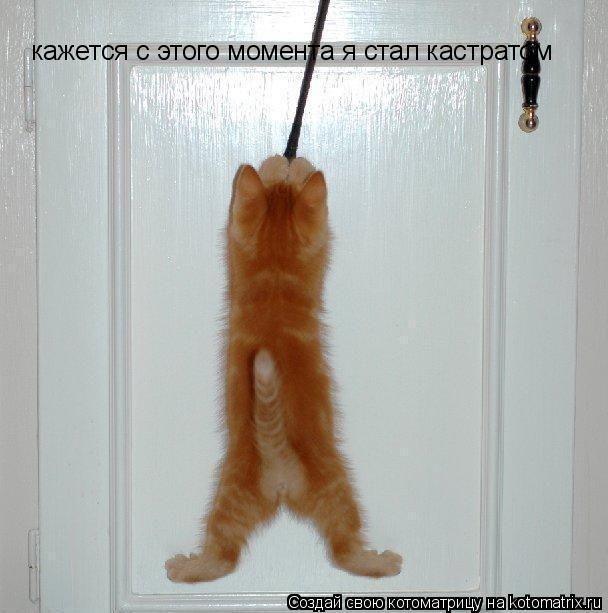 кажется с этого момента я стал кастратом... Котоматрица: кажется с этого момента я стал кастратом