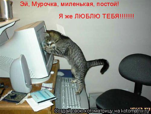 Эй, Мурочка, миленькая, постой! Я же ЛЮБЛЮ ТЕБЯ!!!!!!!... Котоматрица: Эй, Мурочка, миленькая, постой! Я же ЛЮБЛЮ ТЕБЯ!!!!!!!