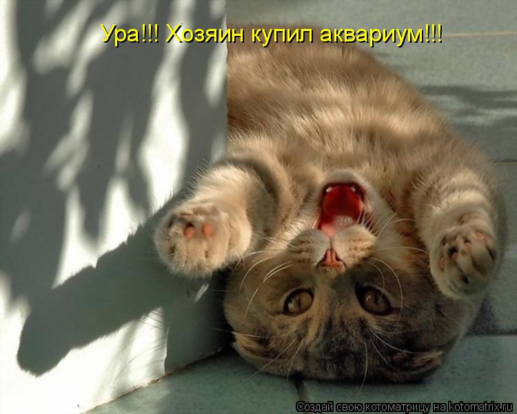 Ура!!! Хозяин купил аквариум!!!... Котоматрица: Ура!!! Хозяин купил аквариум!!!