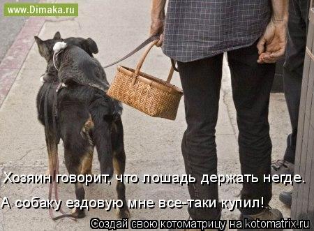 Хозяин говорит, что лошадь держать негде. А собаку ездовую мне все-таки купил!... Котоматрица: Хозяин говорит, что лошадь держать негде. А собаку ездовую мне все-таки купил!
