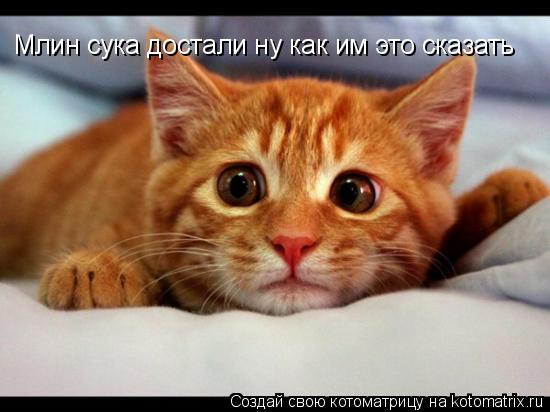 Млин сука достали ну как им это сказать... Котоматрица: Млин сука достали ну как им это сказать