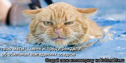 твою мать!!...меня ж предупреждали об обильных выпадениях осадков... Котоматрица: твою мать!!...меня ж предупреждали об обильных выпадениях осадков