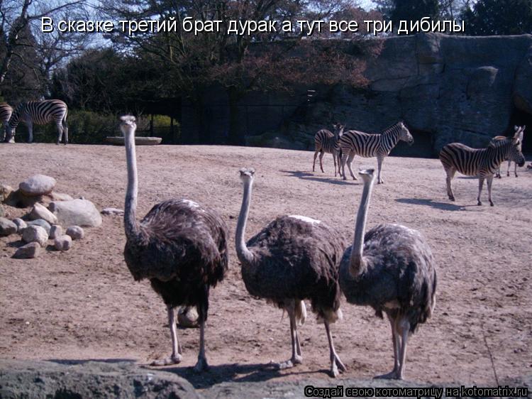 В сказке третий брат дурак а тут все три дибилы... Котоматрица: В сказке третий брат дурак а тут все три дибилы