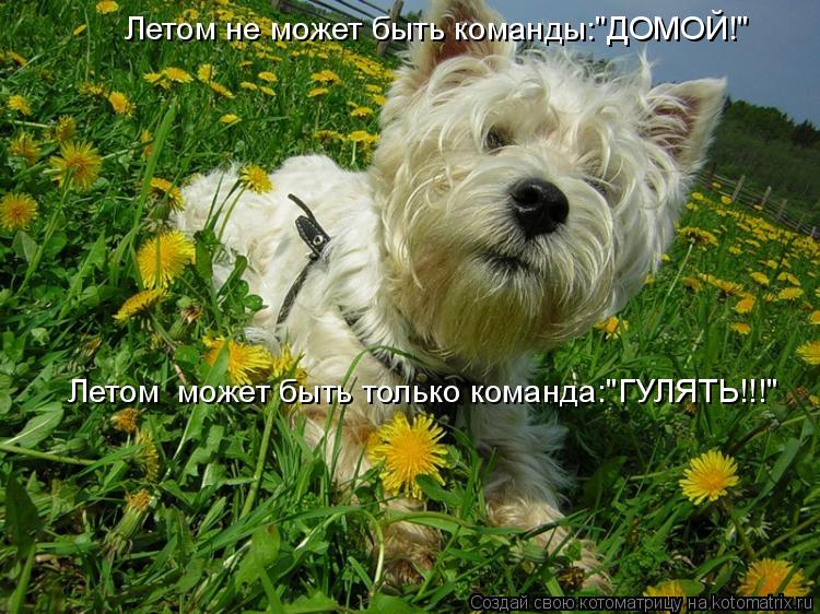 Летом не может быть команды:"ДОМОЙ!" Летом может быть только команда:"ГУЛЯТЬ!!!"... Котоматрица: Летом не может быть команды:"ДОМОЙ!" Летом может быть только команда:"ГУЛЯТЬ!!!"