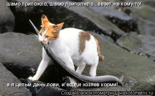 шамо припожло, шамо приполжло...везет же кому-то! а я целый день лови, и еще и хозяев корми!... Котоматрица: шамо припожло, шамо приполжло...везет же кому-то! а я целый день лови, и еще и хозяев корми!