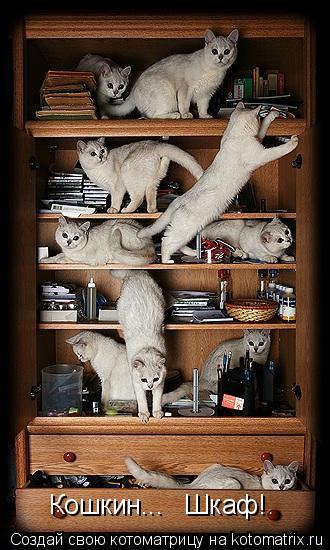 Кошкин... Шкаф!... Котоматрица: Кошкин... Шкаф!