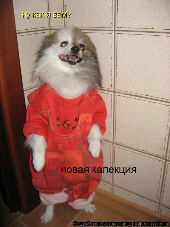 ну как я вам? новая калекция... Котоматрица: ну как я вам? новая калекция