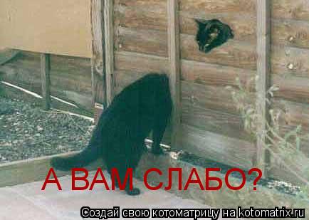 Котоматрица: А ВАМ СЛАБО?