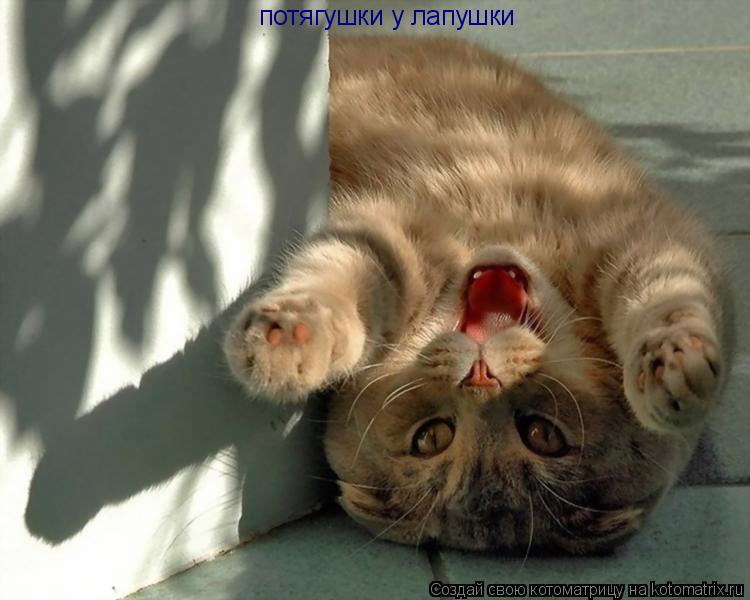 потягушки у лапушки... Котоматрица: потягушки у лапушки
