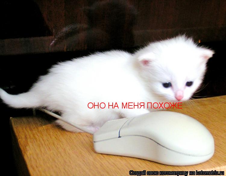 ОНО НА МЕНЯ ПОХОЖЕ... Котоматрица: ОНО НА МЕНЯ ПОХОЖЕ