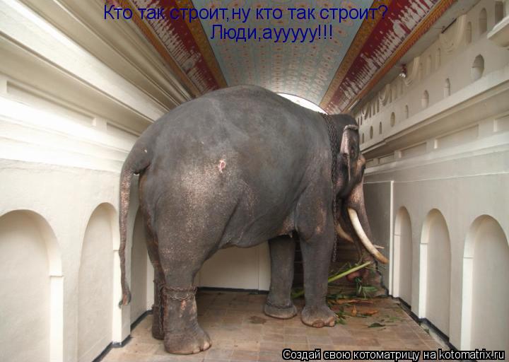 Котоматрица: Кто так строит,ну кто так строит? Люди,аууууу!!!