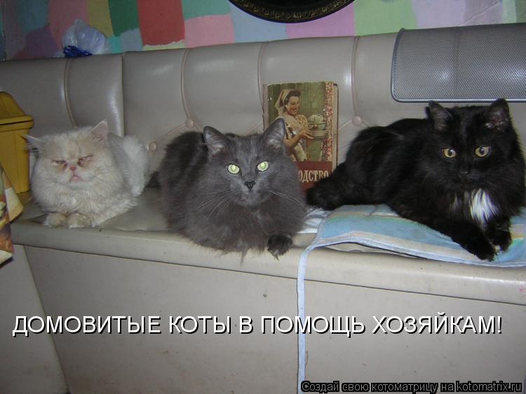 ДОМОВИТЫЕ КОТЫ В ПОМОЩЬ ХОЗЯЙКАМ!... Котоматрица: ДОМОВИТЫЕ КОТЫ В ПОМОЩЬ ХОЗЯЙКАМ!