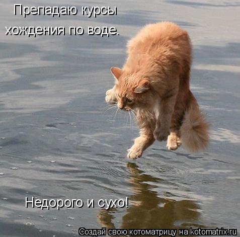 Препадаю курсы хождения по воде. Недорого и сухо!... Котоматрица: Препадаю курсы хождения по воде. Недорого и сухо!
