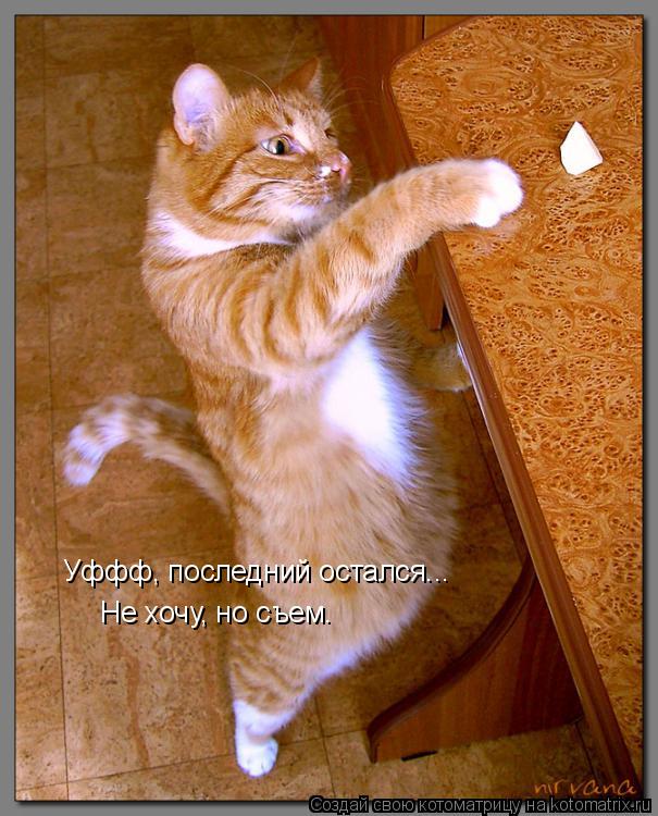 Котоматрица: Уффф, последний остался...  Не хочу, но съем.