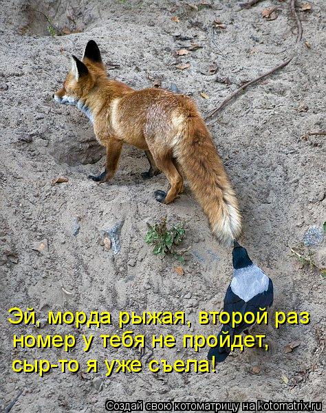 Эй, морда рыжая, второй раз номер у тебя не пройдет, сыр-то я уже съела!... Котоматрица: Эй, морда рыжая, второй раз номер у тебя не пройдет, сыр-то я уже съела!